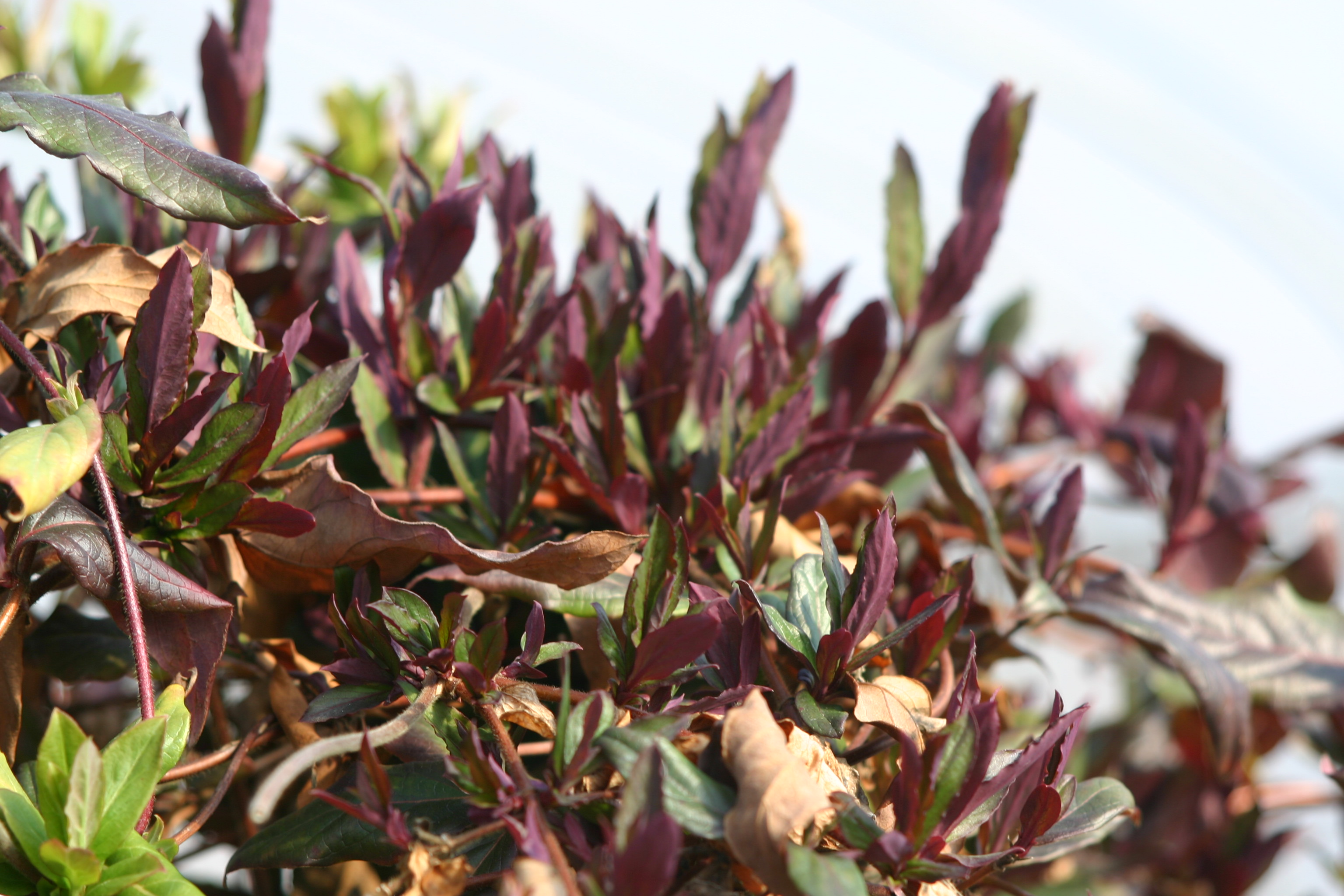 Lonicera X heckrottii